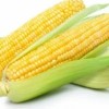 MID Maturity, High Quality, High Yield, High Ear Formation Rate Sweet Corn Seeds
