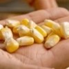 MID Maturity, High Quality, High Yield, High Ear Formation Rate Sweet Corn Seeds