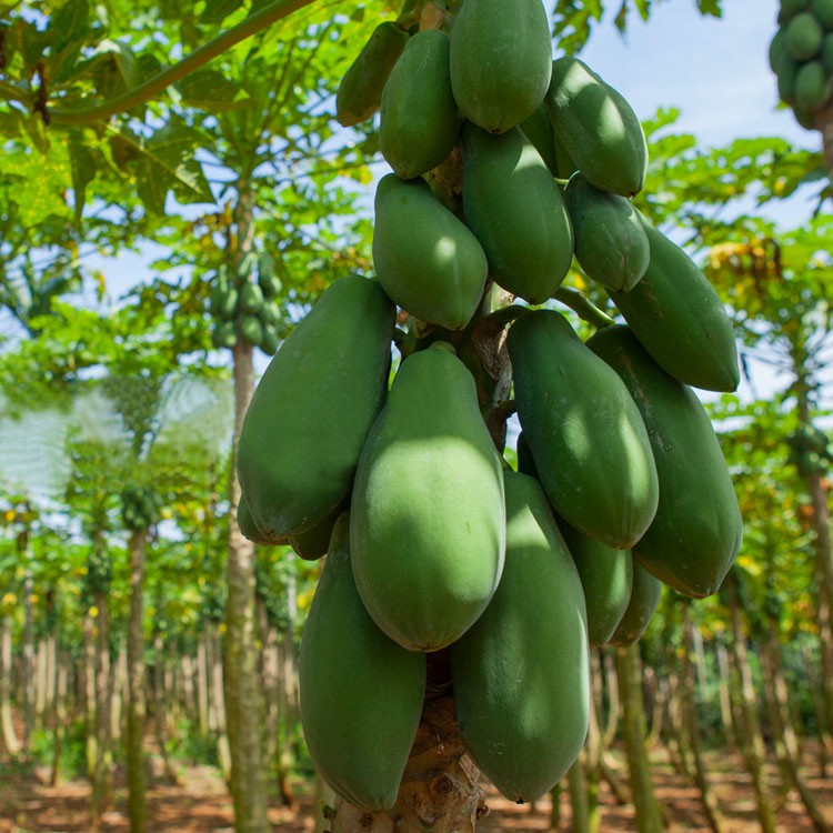 Natural Spray Dried Papaya Powder / Papaya Vegetable Powder