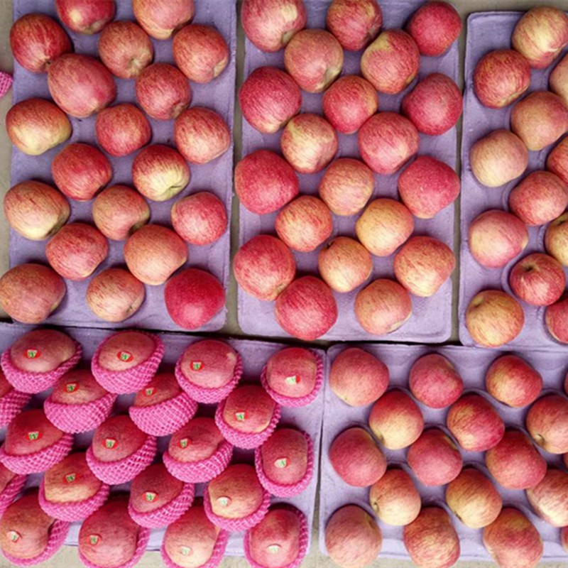 Paper Bagged FUJI Apple Fresh Premium Quality