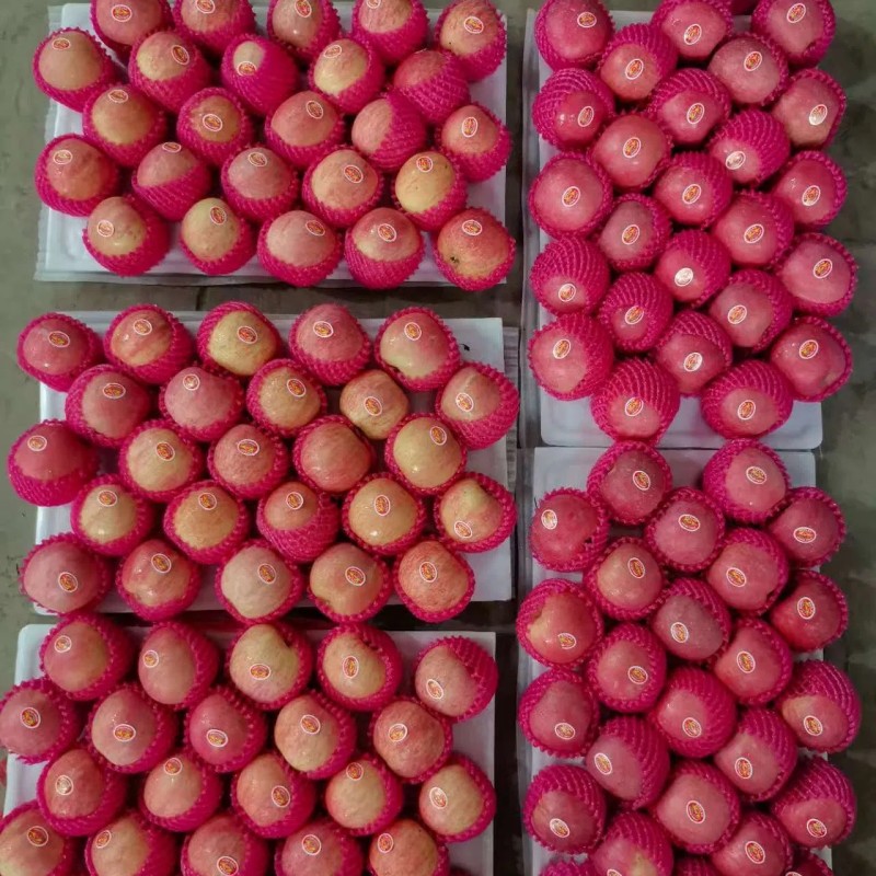 Paper Bagged FUJI Apple Fresh Premium Quality