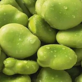 Arabic Favorite Canned Broad Beans Fava Beans in Brine Water OEM