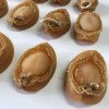 N09 Cheap Price Good Quality Nutritious 500g Seafood Shellfish Dried Abalone