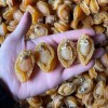 N09 Cheap Price Good Quality Nutritious 500g Seafood Shellfish Dried Abalone