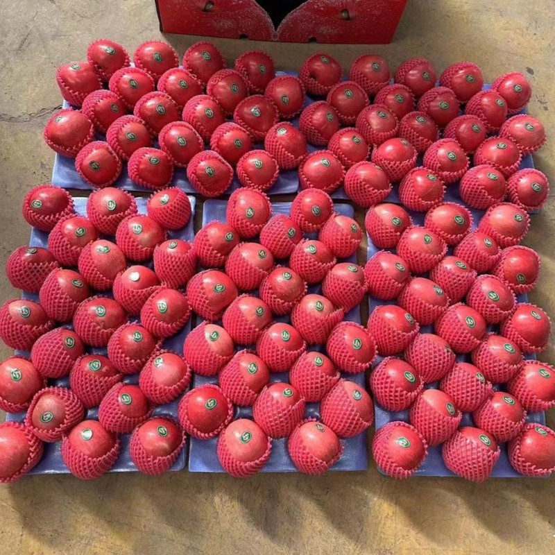 2024 Crop Whole Red FUJI Apple Green Qinguan Gala Huaniu Jiguan Dallo Apple