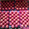 2024 Crop Whole Red FUJI Apple Green Qinguan Gala Huaniu Jiguan Dallo Apple