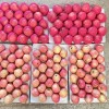 2024 Crop Whole Red FUJI Apple Green Qinguan Gala Huaniu Jiguan Dallo Apple