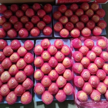 2024 Crop Whole Red FUJI Apple Green Qinguan Gala Huaniu Jiguan Dallo Apple