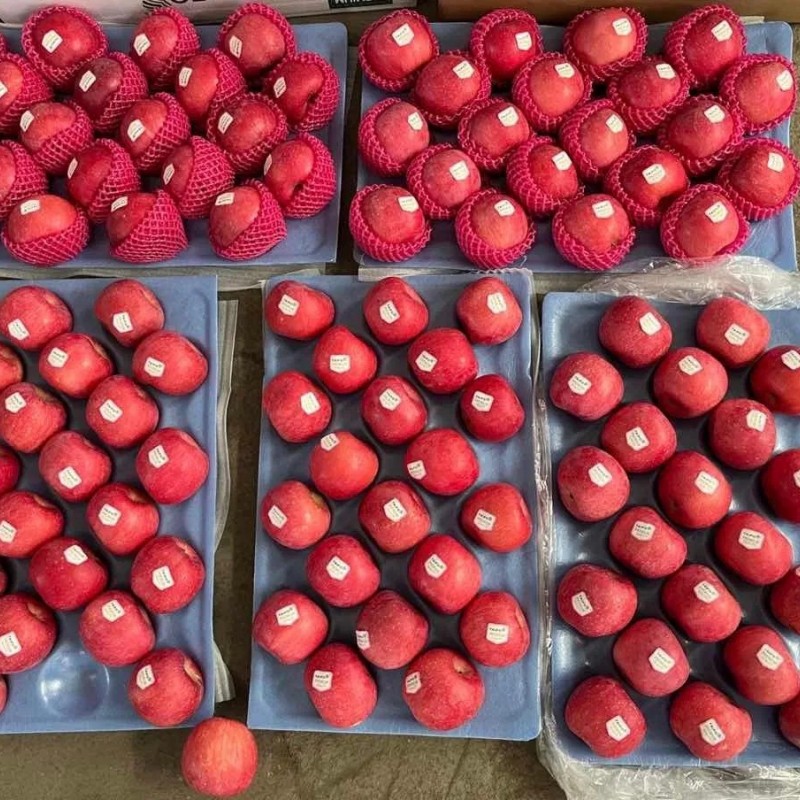 2024 Crop Whole Red FUJI Apple Green Qinguan Gala Huaniu Jiguan Dallo Apple