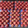 2024 Crop Whole Red FUJI Apple Green Qinguan Gala Huaniu Jiguan Dallo Apple