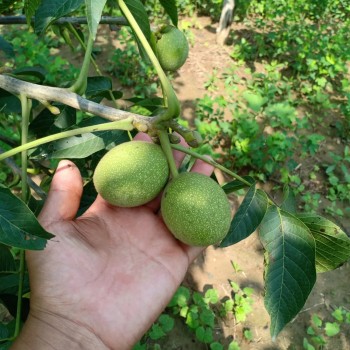 Natural Hand Peel Walnut Sourcing From Xijiang 185 Walnut Kernel Shelled Walnut