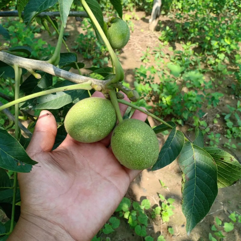 Natural Hand Peel Walnut Sourcing From Xijiang 185 Walnut Kernel Shelled Walnut