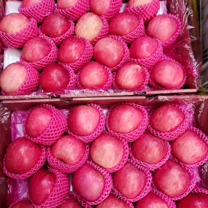 Shandong High Standard Paper Bagged FUJI Apple