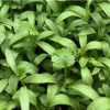 Naturix Cilantro Seeds Microgreen Seeds for Growing