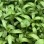 Naturix Cilantro Seeds Microgreen Seeds for Growing