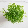 Naturix Cilantro Seeds Microgreen Seeds for Growing