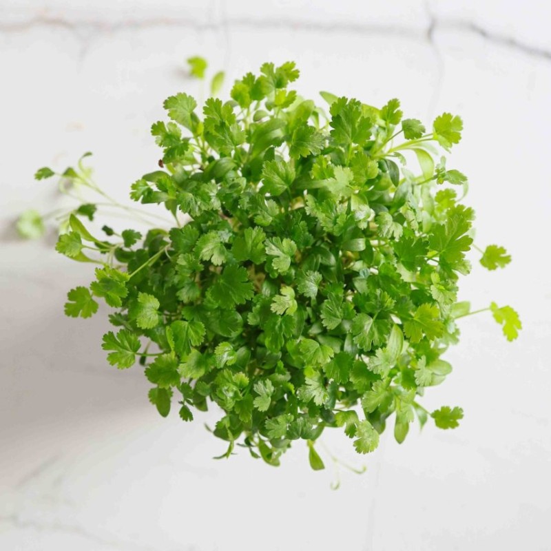 Naturix Cilantro Seeds Microgreen Seeds for Growing