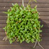 Naturix Cilantro Seeds Microgreen Seeds for Growing