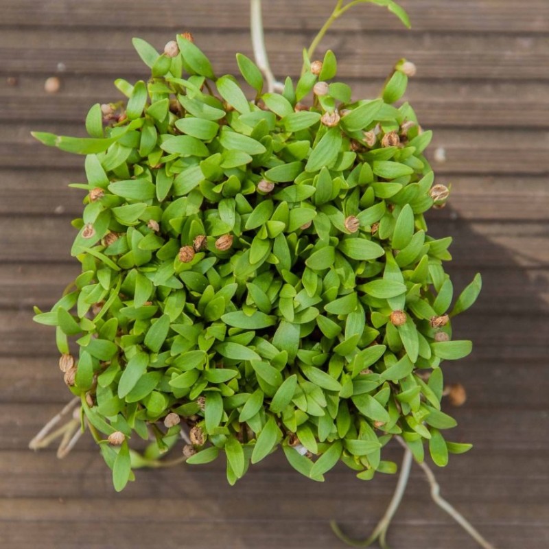 Naturix Cilantro Seeds Microgreen Seeds for Growing