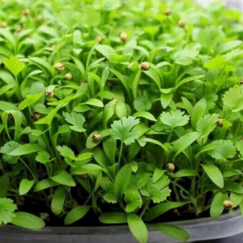 Naturix Cilantro Seeds Microgreen Seeds for Growing