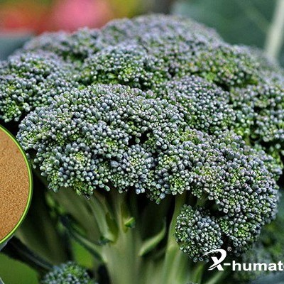 X-Humate Fertilizer 50% 60% 80% 95% Brown Potassium Fulvate Bio Fulvic Acid Powder