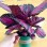 Indoor Plant Live Plants Calathea Rusco Bonsai Black Rose Red Crimson