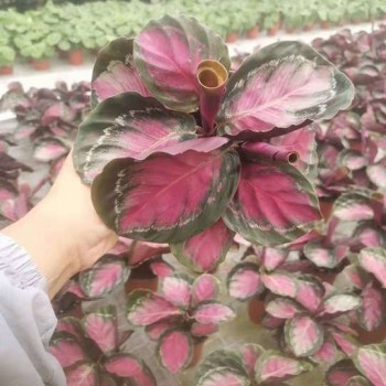 Indoor Plant Live Plants Calathea Rusco Bonsai Black Rose Red Crimson