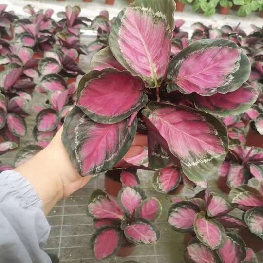 Indoor Plant Live Plants Calathea Rusco Bonsai Black Rose Red Crimson