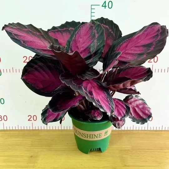 Indoor Plant Live Plants Calathea Rusco Bonsai Black Rose Red Crimson