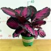 Indoor Plant Live Plants Calathea Rusco Bonsai Black Rose Red Crimson