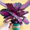 Indoor Plant Live Plants Calathea Rusco Bonsai Black Rose Red Crimson
