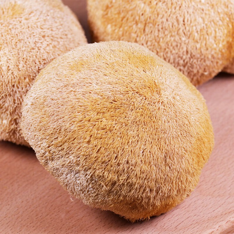 Nutritious Dry Hericium Erinaceus Mushrooms for Health Enthusiasts