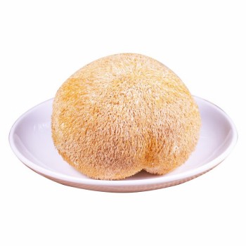 Nutritious Dry Hericium Erinaceus Mushrooms for Health Enthusiasts