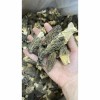 Special Price Dried Morel Mushroom, Premium Quality, Factory Direct Sale China
