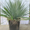 Outdoor Yucca Rostrata Blue Beaked Yucca Drought Tolerant Landscape Wild Plant Bonsai