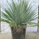 Outdoor Yucca Rostrata Blue Beaked Yucca Drought Tolerant Landscape Wild Plant Bonsai