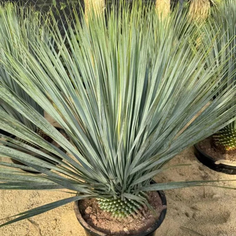 Outdoor Yucca Rostrata Blue Beaked Yucca Drought Tolerant Landscape Wild Plant Bonsai