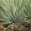 Outdoor Yucca Rostrata Blue Beaked Yucca Drought Tolerant Landscape Wild Plant Bonsai