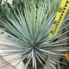 Outdoor Yucca Rostrata Blue Beaked Yucca Drought Tolerant Landscape Wild Plant Bonsai