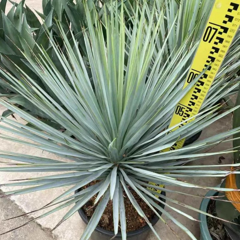Outdoor Yucca Rostrata Blue Beaked Yucca Drought Tolerant Landscape Wild Plant Bonsai