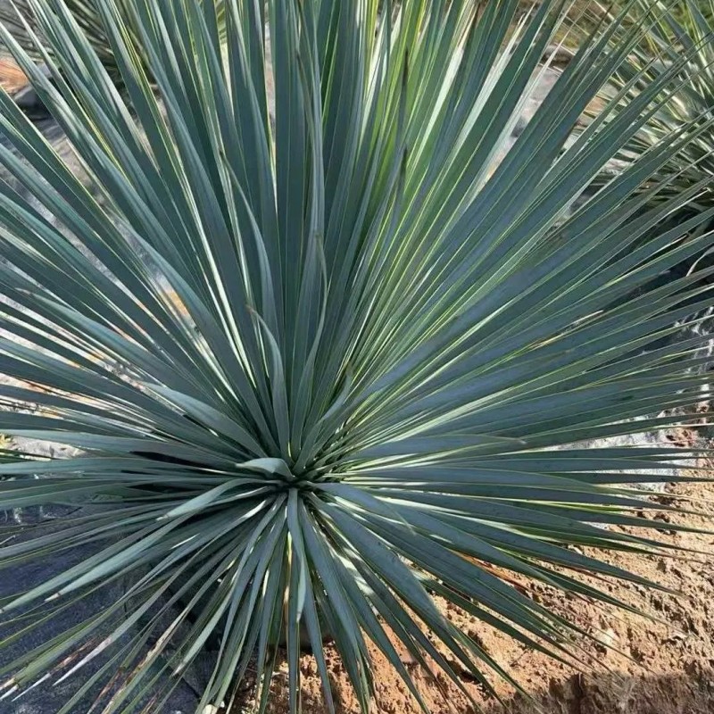 Outdoor Yucca Rostrata Blue Beaked Yucca Drought Tolerant Landscape Wild Plant Bonsai