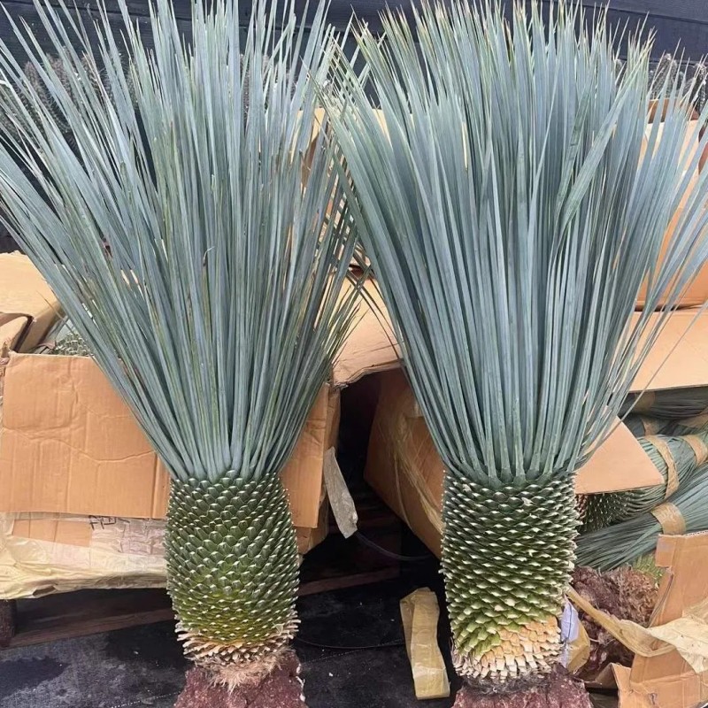 Outdoor Yucca Rostrata Blue Beaked Yucca Drought Tolerant Landscape Wild Plant Bonsai