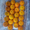 Fresh Navel Orange, Sweet and High-Quality Mandarin. China Fresh Mandarin Premium Quality Wogan Mandarin