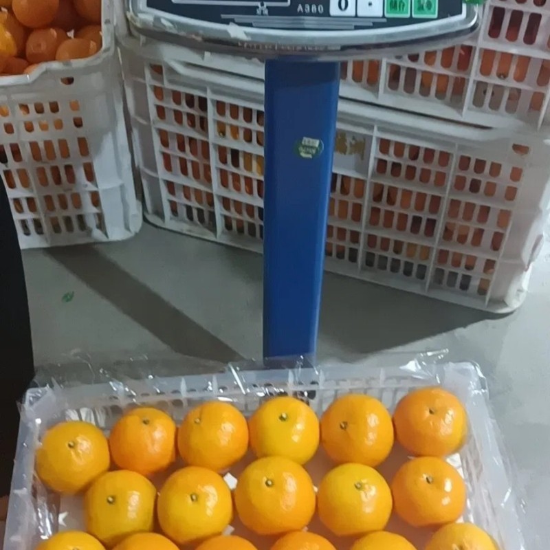 Fresh Navel Orange, Sweet and High-Quality Mandarin. China Fresh Mandarin Premium Quality Wogan Mandarin