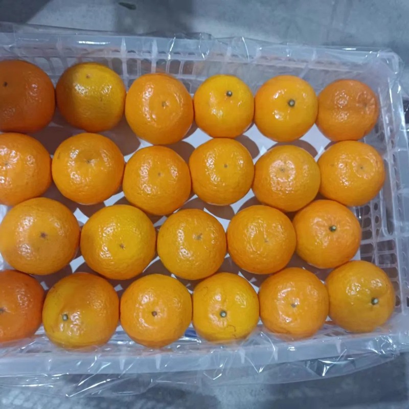 Fresh Navel Orange, Sweet and High-Quality Mandarin. China Fresh Mandarin Premium Quality Wogan Mandarin