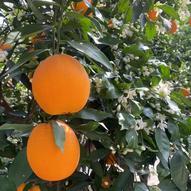 Fresh Navel Orange, Sweet and High-Quality Mandarin. China Fresh Mandarin Premium Quality Wogan Mandarin
