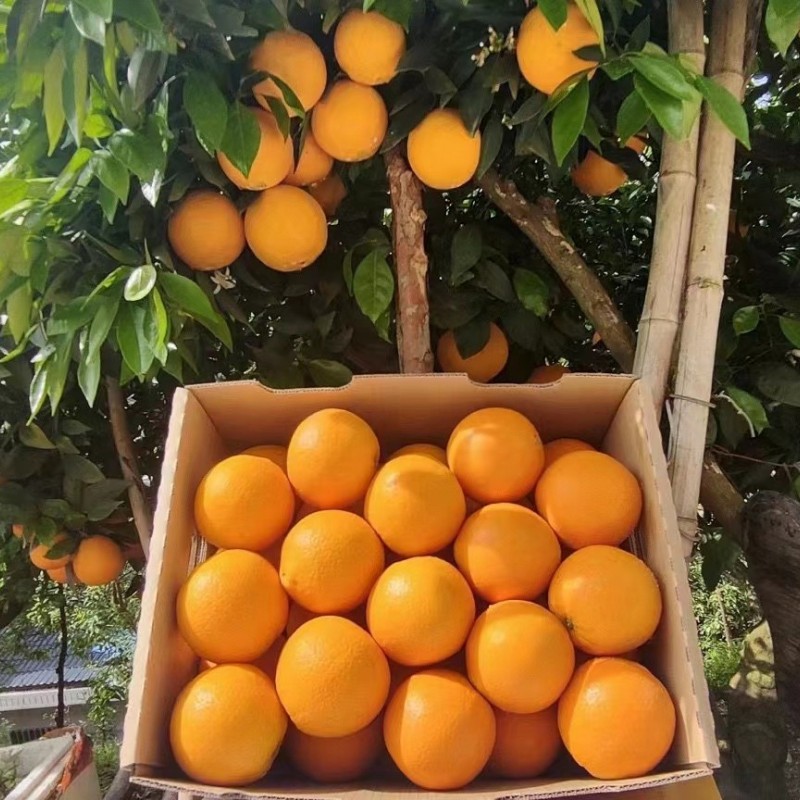 Fresh Navel Orange, Sweet and High-Quality Mandarin. China Fresh Mandarin Premium Quality Wogan Mandarin