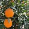 Fresh Navel Orange, Sweet and High-Quality Mandarin. China Fresh Mandarin Premium Quality Wogan Mandarin