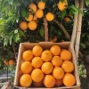 Fresh Navel Orange, Sweet and High-Quality Mandarin. China Fresh Mandarin Premium Quality Wogan Mandarin