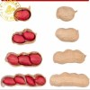 Red Skin/Raw Peanut in Shell/Sunreal/Best Color